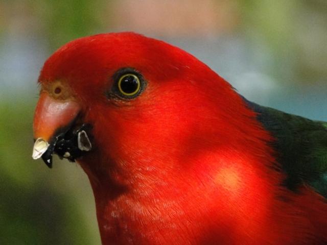 Reader's Pics; Sent in by:Dani Katz; Email: danikatz@bigpond.net.au; Phone : 0414552403; Photo Title: Young male King Parrot comes for a visit Caption for photo : Young male King Parrot comes for a visit