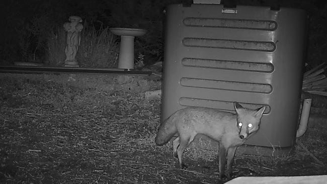 We presume there are a different calibre of scraps available in Point Piper bins.