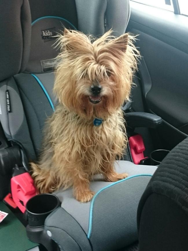 MISSY: This cheeky Australian terrier x Sydney silky sits in the grandkids’ car seat when they’re not around.
