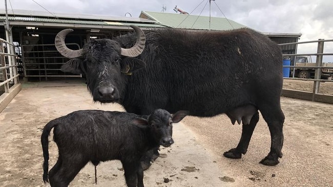 Corey Jone's farm surrounded by rising floodwaters. Picture: Facebook