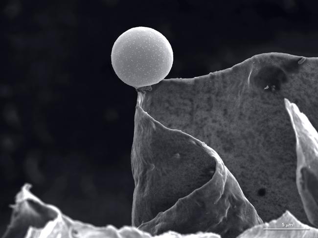Must not publish before Friday September 23 2016 Royal Society Publishing Photography Competition Picture: María Carbajo Sánchez In balance – Winner: Micro-imaging Electron microscopy reveals the alien landscape of the surface of an activated carbon grain. It’s a lot like photography but instead of light, electron microscopes use a beam of electrons to make an image. This image is magnified 5000 times to see the structures of the surface of an activated carbon grain. Just as carbon is used to filter water it can be used in waste treatment for power plants. Activated carbon is prepared from biomass that is rich in carbon - wood, nutshells, olive pits. This piece of activated carbon was prepared from nutshells by a research team looking at using biomass waste for energy production. It may have been the roughness and variation in the surface of the nutshell that caused the curious and surprising images we obtained using the electron microscope, including this one of a microsphere in perfect balance. Extremadura, Spain.