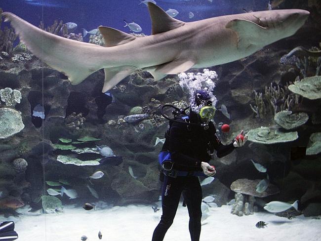 He juggles. Underwater. With sharks. 