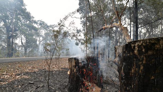 Firefighters backburning in the Mangrove area, northwest of Sydney. Picture: Saeed Khan/AFP