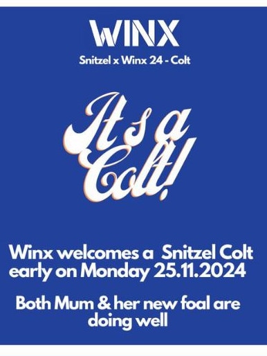 Winx welcomes a Snitzel Colt early this morning - Monday 25.11.2024. Both Winx &amp; her new foal are doing well