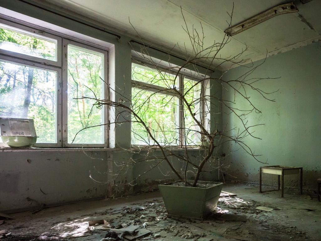 A long-forgotten potted plant shows that life finds a way. Picture: Erwin Zwaan