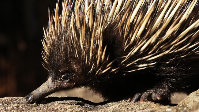 Echidna snatched from Currumbin Sanctuary in night raid | The Courier Mail