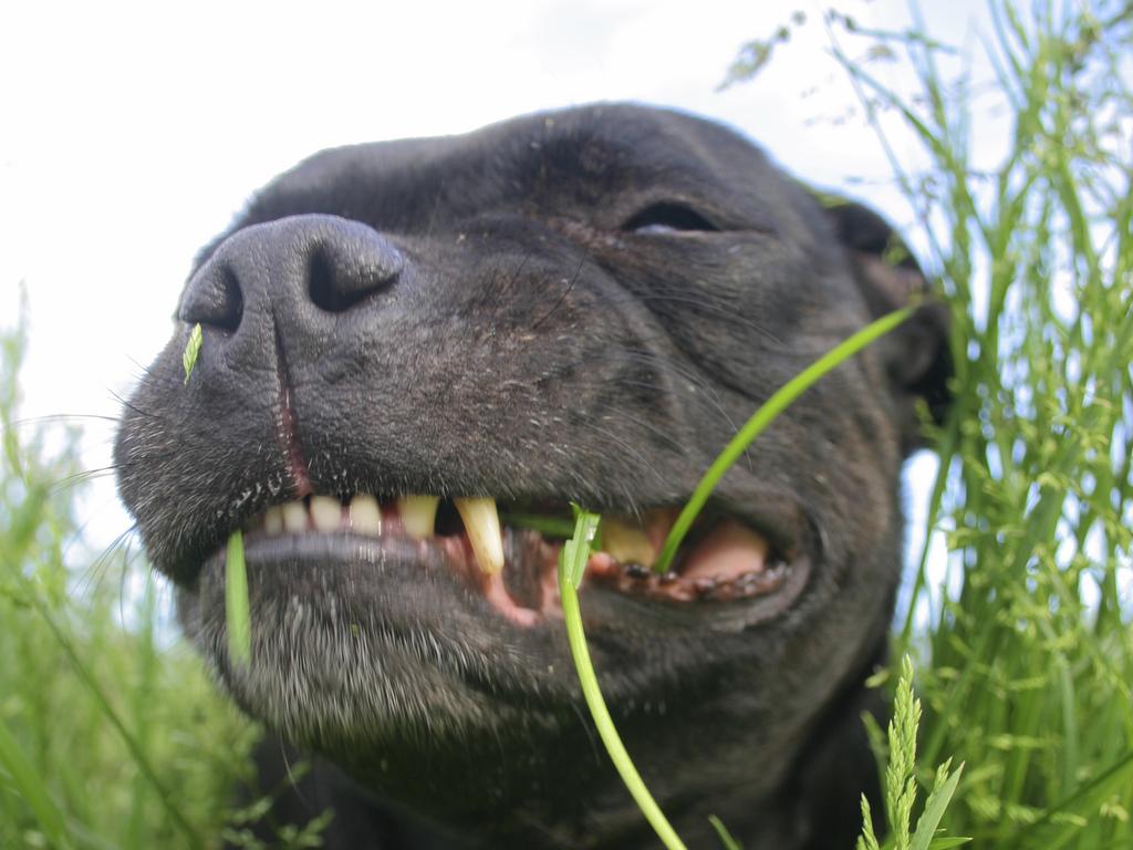 what happens if dogs eat grass