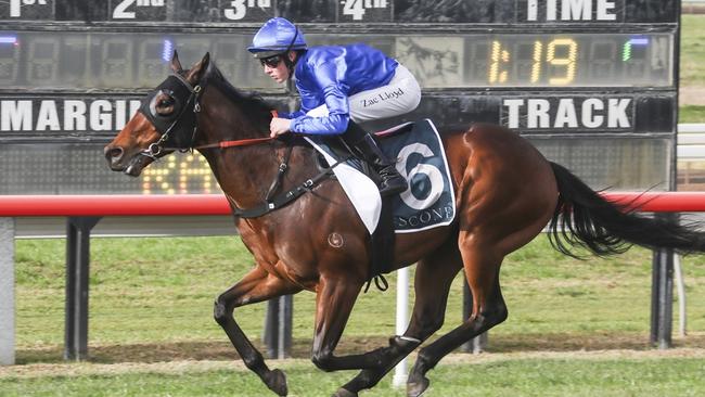 Presides can follow his impressive maiden win with another victory when he heads to Kembla on Thursday. Picture: Bradley Photos