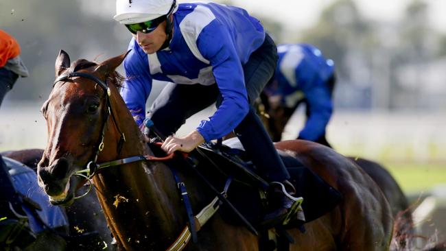 Hugh Bowman riding Winx during a barrier trial at Rosehill Gardens Racecourse. Picture: Jonathan Ng