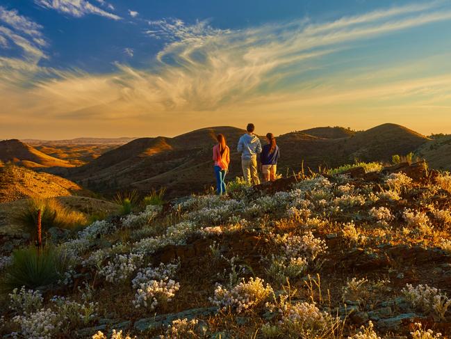 Wildflowers, Flinders Ranges