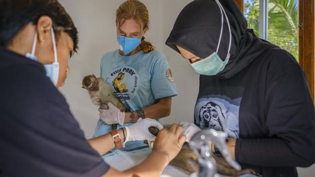 Microchipping the macaques. Picture: Jiro Ose