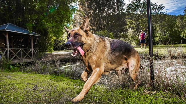 Shadow, a two-yearold German Shepherd playing at the Sniffspace. Picture: Nigel Hallett