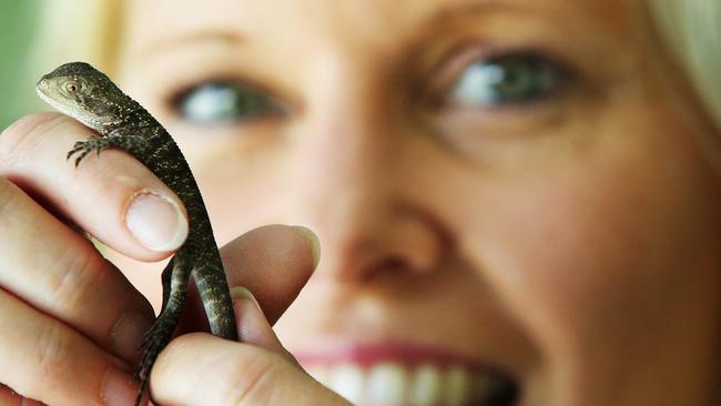 The eggs were found at Oxford Falls Grammar School, and teachers phoned Mrs Greig who’s a volunteer with Sydney Wildlife. Picture: Braden Fastier