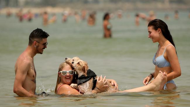 Alberto Del Rey, 27, Shannaya Burton, 22, and Deanna Greenhill, 22, with dogs Dexter and Charlie at St Kilda beach on Friday. Picture: Stuart McEvoy