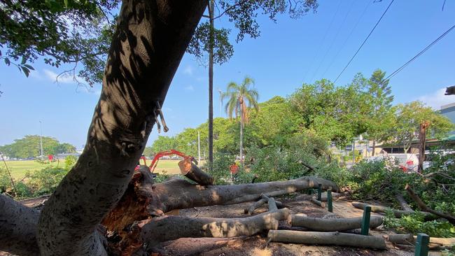 A 100-year-old fig tree in Bulimba was a victim of the overnight thunderstorms in Brisbane. Picture: Peter Wallis