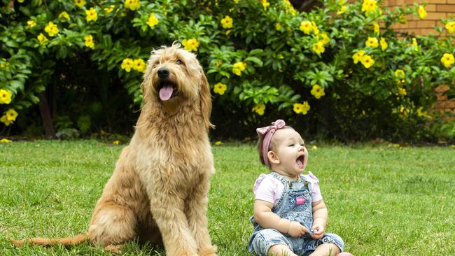 14-month-old Pippa Convoy with Bobbie-Mae the Golden Retriever/Poodle – IE: A Groodle. Picture: Richard Walker