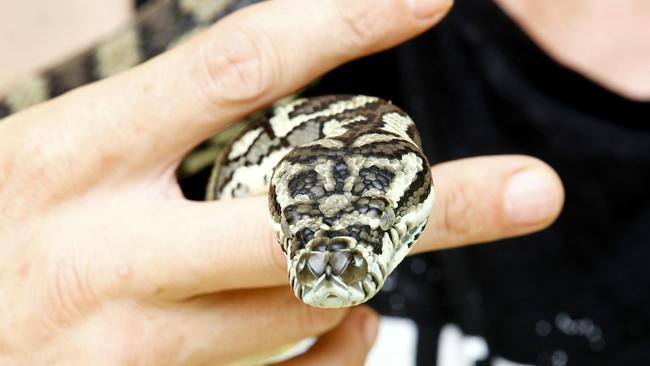 Swimming snake: Gold Coast ‘snake guy’ could have beloved pet taken ...