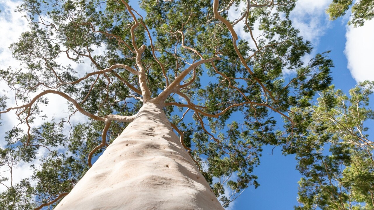 Falling gum tree narrowly misses South Australian man