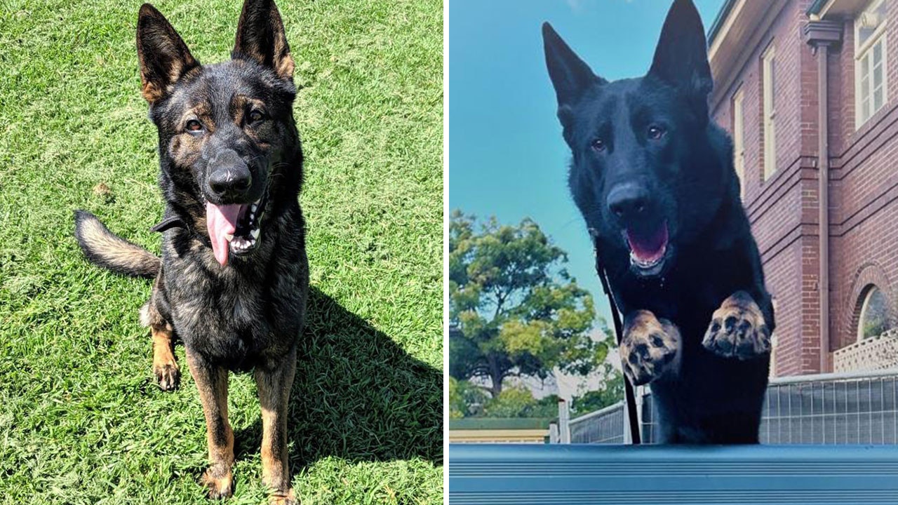 ‘Too late’: How officers missed chance to save two police dogs