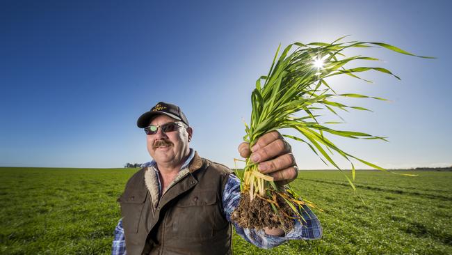 Tracking well: Robert Ruwoldt in his barley crop at Kewell. PICTURE: ZOE PHILLIPS