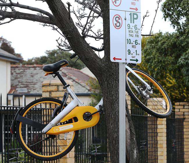 A bike playing hide and seek. But a tree is no place for a bike. Picture: Ian Currie