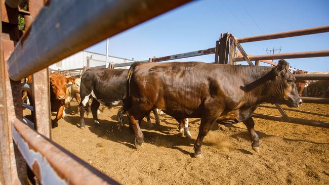 Significant rain over NSW and Queensland has seen feed prices trend lower this year. Picture: AAP