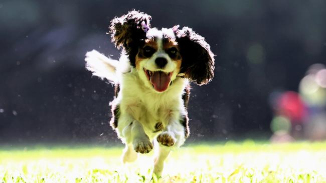 King Charles Cavalier Rosie has been voted Far North Queensland's cutest dog by Cairns Post readers. Rosie gets some love from her owner, 11 year old Ruby Campbell. Picture: Brendan Radke