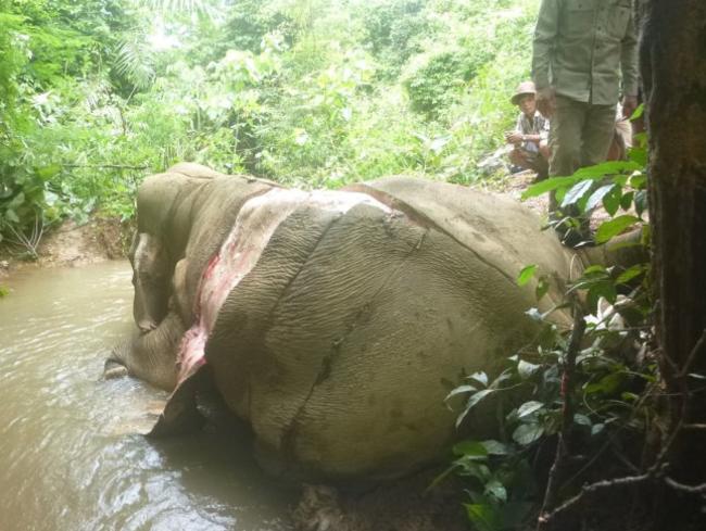 Elephant carcasses have been found stripped of their hides deep inside Myanmar’s jungles. Picture: Myanmar Government