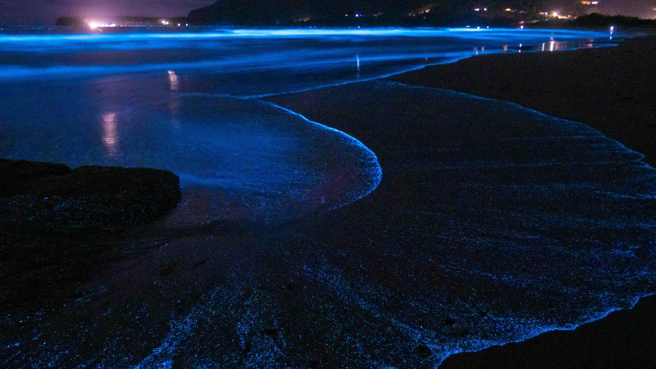 Why glowing algae bloom is a ‘beauty and beast’