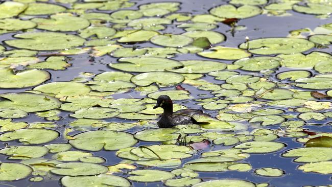 Black Swan Lake at Bundall when council decided to fill it in. Pic by David Clark