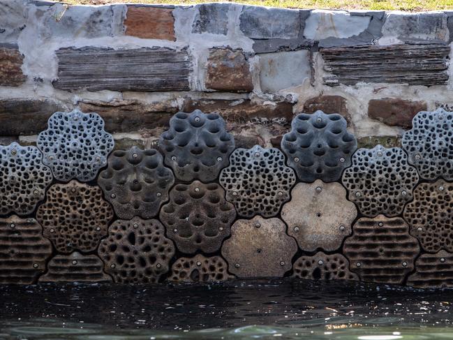 Harbour creatures love these seawall tiles at McMahons Point. Picture: AAP Image / Julian Andrews