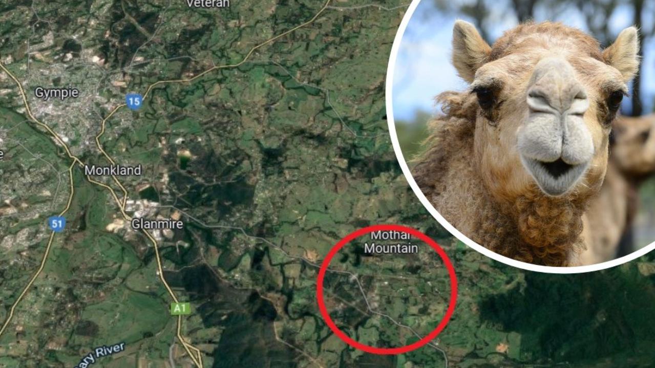 A woman has been hospitalised after being trampled by a rogue camel at Mothar Mountain on Christmas Eve. Picture of camel: File photo