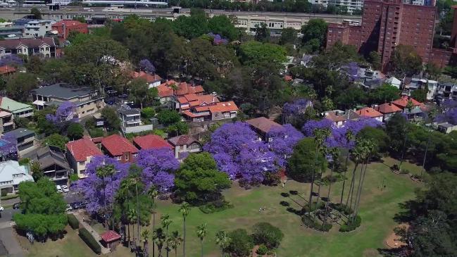 Sydney's jacarandas in bloom