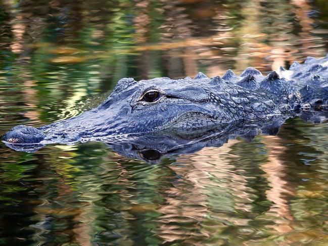 (FILES) This file photo taken on April 20, 2016 shows an alligator swims in the waters at Wakodahatchee Wetlands in Delray Beach, Florida. The authorities in Florida searched a lake at Disney's Grand Floridian Resort and Spa early June 15, 2016 after an alligator snatched a two-year-old boy from the shore. The mission was still considered a search and rescue operation even though the toddler had been missing since late Tuesday, Orange County Sheriff Jerry Demings said at a sunrise news conference. / AFP PHOTO / RHONA WISE