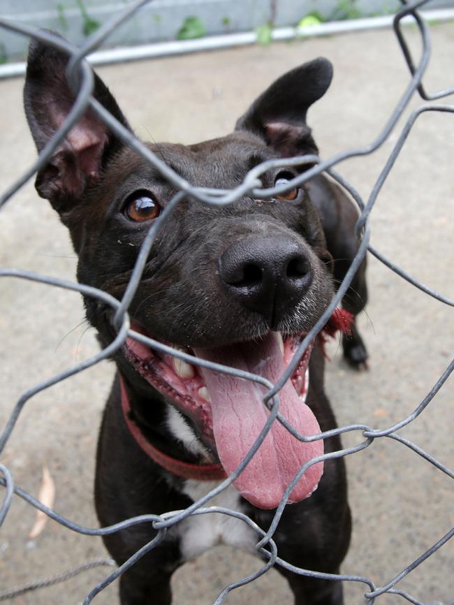 Coco spent 440 days at SoCares animal care facility. Picture by Mark Scott