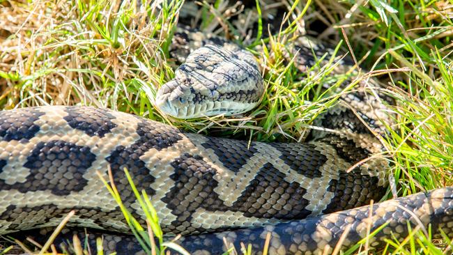 A female child was transported to Yeppoon Hospital after sustaining a snake bite on her lower leg. Picture: Richard Walker