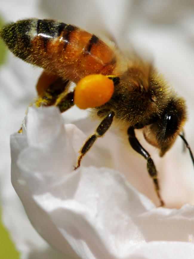 An Australian native honey bee photographed at the Royal Botanical Gardens in Sydney.