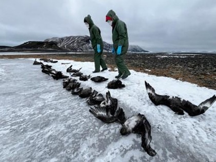 A team of scientists has confirmed the spread of avian flu infections on Antarctic wildlife. Picture: Federation University