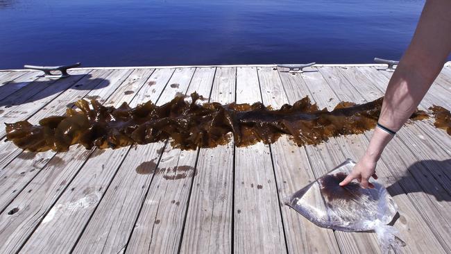 <s1>A sample of a red shrub-like seaweed, bagged in sea water, collected in the waters off Appledore Island, Maine is displayed on a dock next to a blade of kelp. Kelp forests are critical to the fishing industry but are disappearing around the world. </s1>                        <source>Picture: AP PHOTOS</source>