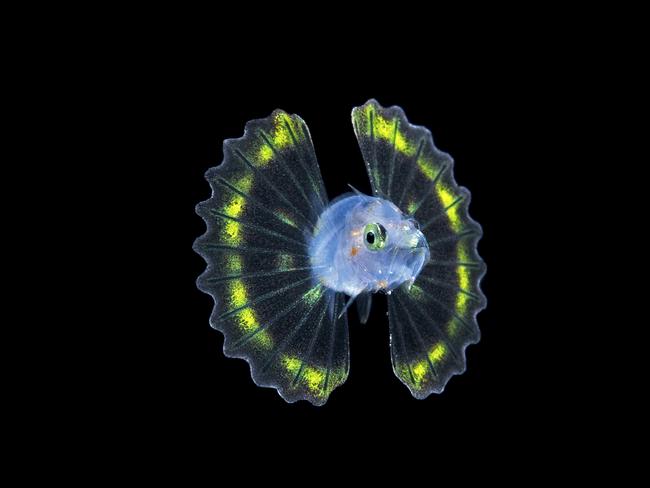Commended category 2... Macro. Larval lionfish. This image was taken on a black water drift dive in Palm Beach, Florida to look for alien looking pelagic animals, plankton and the larval stages of many creatures that drift out in the open ocean in their early stages of development. Many of the animals seen during black water dives are very small and can move quickly when illuminated by powerful dive lights, so getting a nice image is, not only challenging but, very rewarding as well. On one particular dive I was very fortunate to come across this rare tiny Lionfish in its early larval stage and was fortunate to get a photograph of it just as it flared it’s beautiful fins for the camera. Picture: Steven Kovacs/USA/UPY 2017