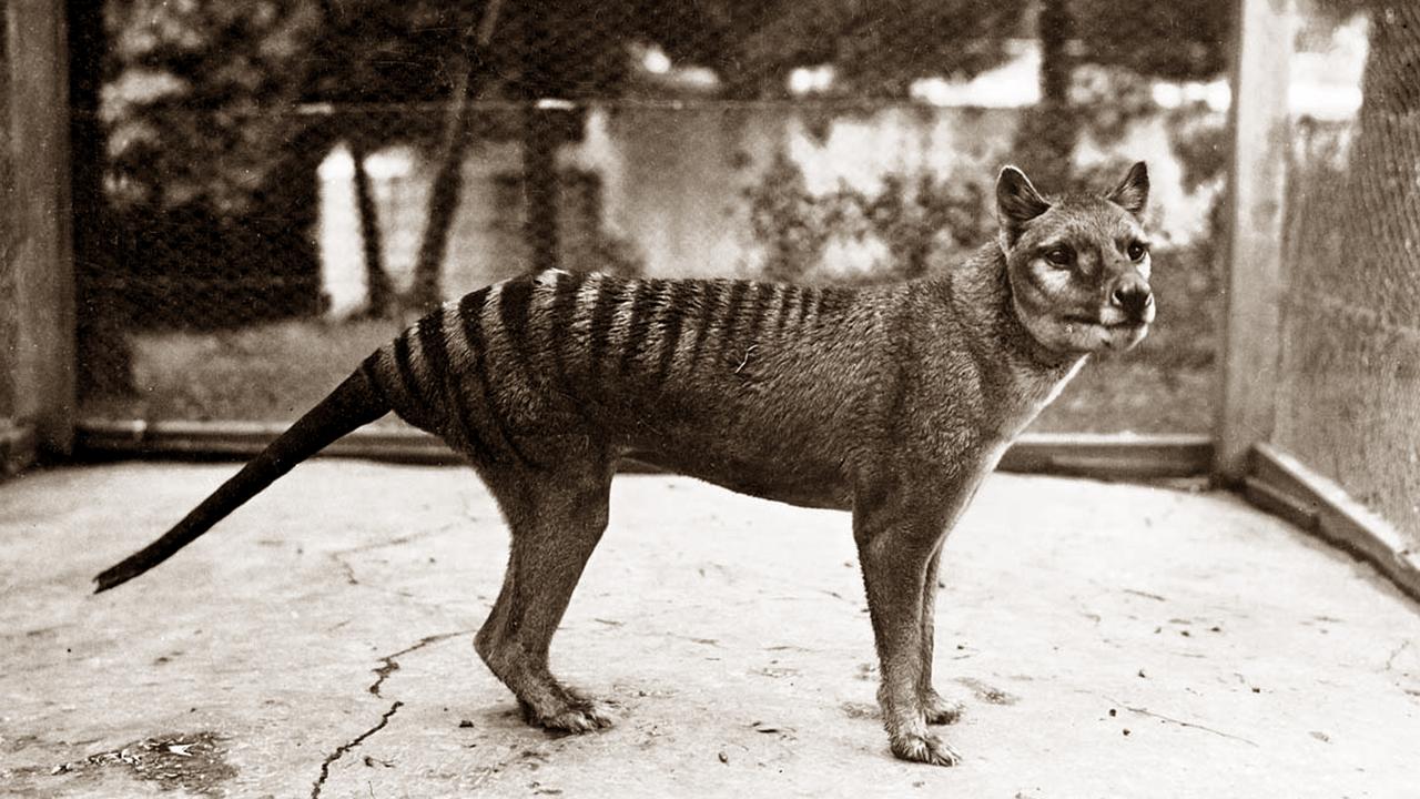 Colossal to De-Extinct the Thylacine, also known as the Tasmanian Tiger, an  Iconic Australian Marsupial That Has Been Extinct Since 1936