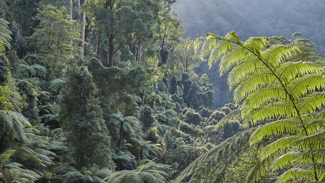 Old-growth trees in the Kuark forest in East Gippsland, Victoria, could be under threat if the area is opened up to logging. Picture: Rob Blakers.