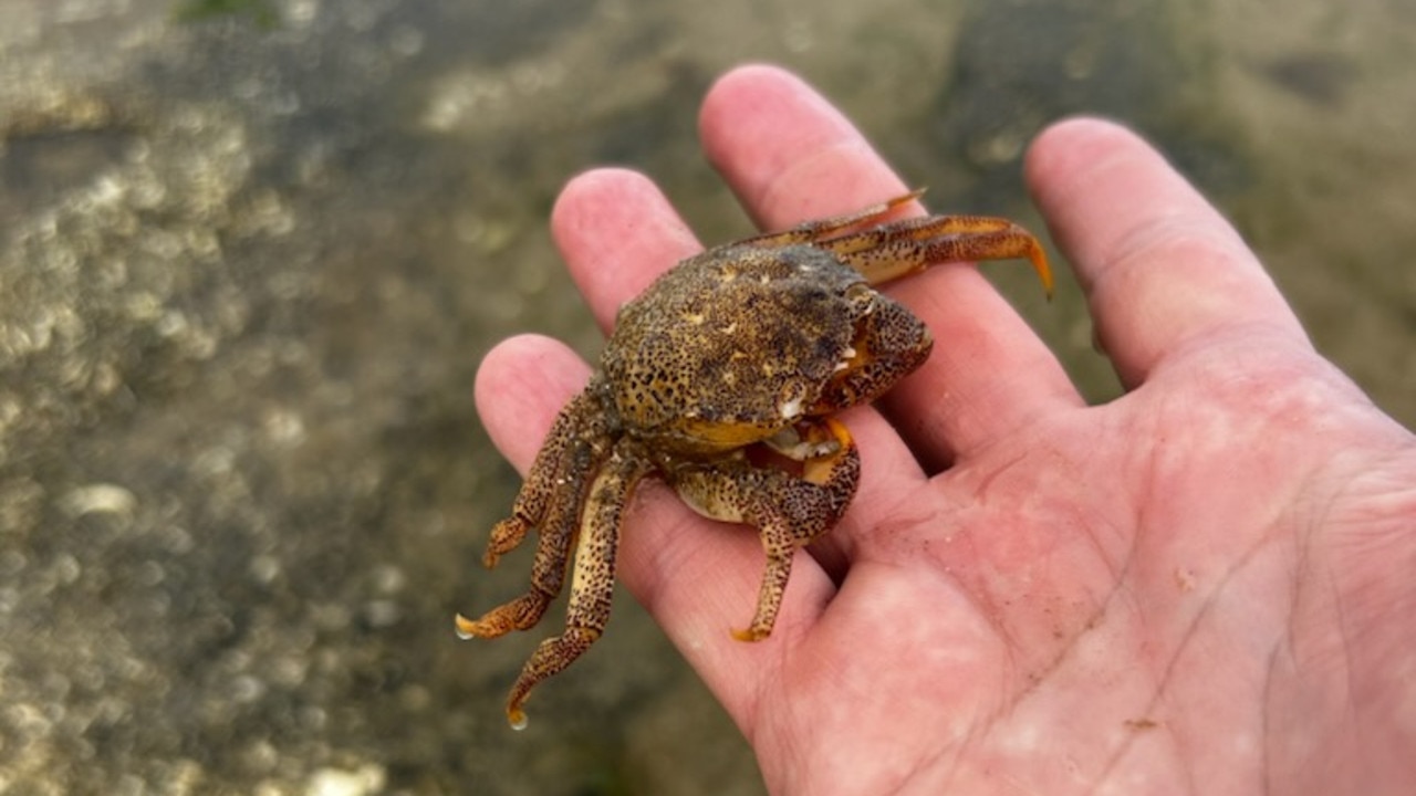 ‘There’ll be no fishing industry’: Huge fears for Coorong