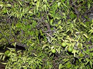 The leaves are drooping on one of the three orange tree on a Greymare property. Picture: Gerard Walsh