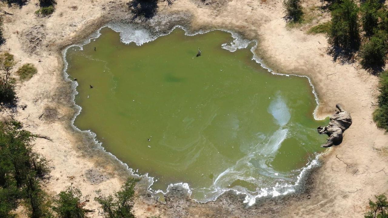 An elephant lies dead at the edge of a waterhole.