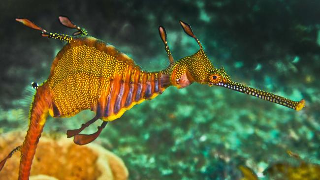 Pete McGee took this photo of a seahorse in Cabbage Tree Bay. Picture: Instagram @petemcgeephotography.