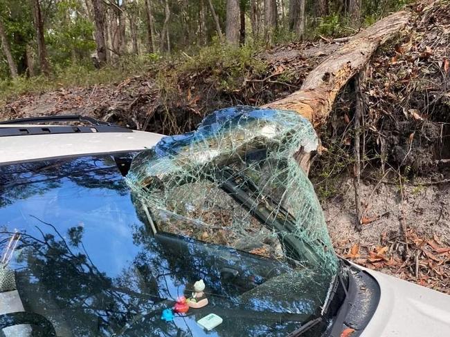 The fallen tree shattered the car’s windscreen. Picture: Facebook.