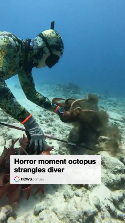 Horror moment octopus strangles diver