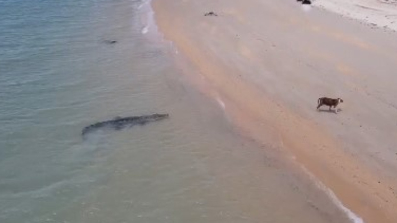 A saltwater crocodile has been filmed stalking a dog on a beach in the Northern Peninsula Area of Cape York. Picture: Jerry Ahmat