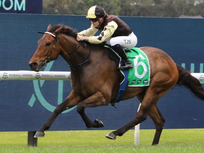 Villasaurus leads a four-pronged attack for trainer Donna Scott in the Country Championship Qualifier at Wagga. Picture: Grant Guy